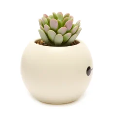 Disney Store Plante Artificielle En Pot Baymax, Les Nouveaux Héros 10 Disney Store Plante Artificielle En Pot Baymax, Les Nouveaux Héros -Disney 465043353962 3